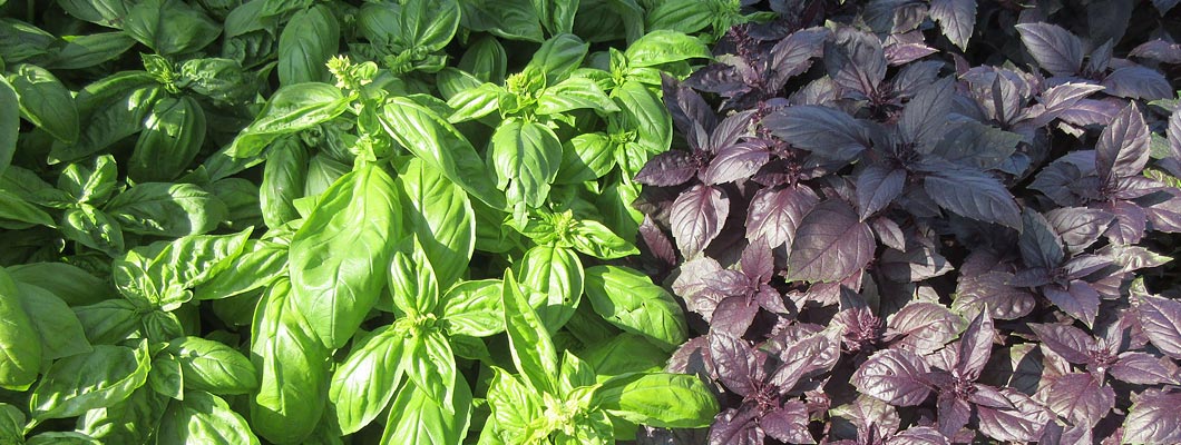 Вирощування базиліка від компанії Наско рекомендації