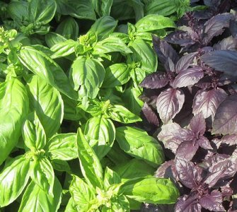 Вирощування базиліка від компанії Наско рекомендації