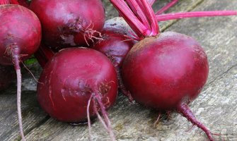 Вирощування столового буряка рекомендації