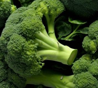 Вирощування капусти броколі рекомендації