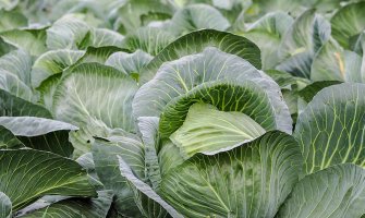 Вирощування білоголової капусти рекомендації