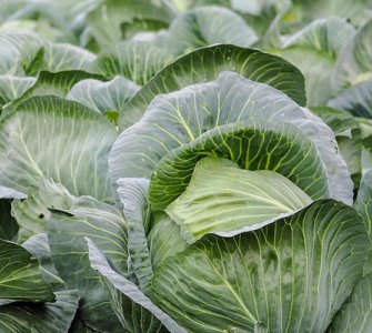 Вирощування білоголової капусти рекомендації