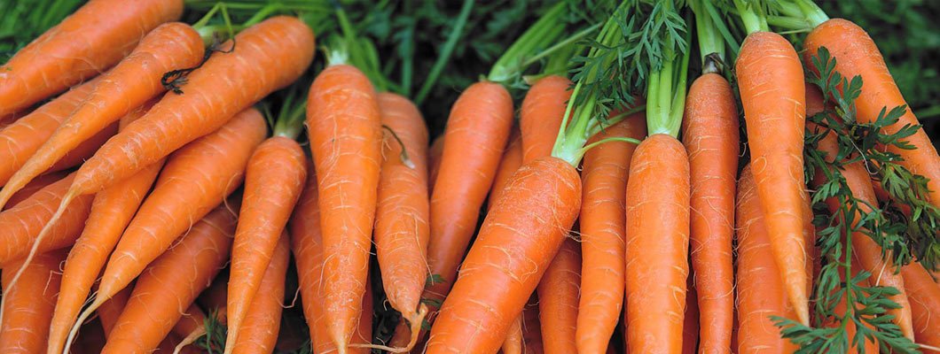 Вирощування моркви рекомендації