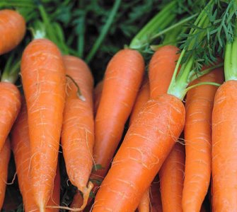 Вирощування моркви рекомендації