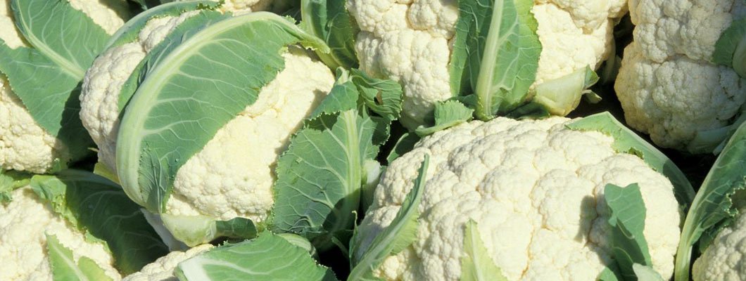 Вирощування капусти цвітної рекомендації