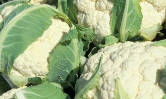 Вирощування капусти цвітної рекомендації