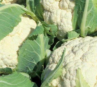 Вирощування капусти цвітної рекомендації