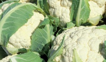 Вирощування капусти цвітної рекомендації
