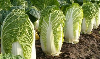 Вирощування пекінської капусти рекомендації