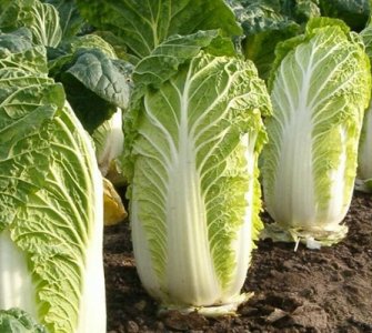 Вирощування пекінської капусти рекомендації