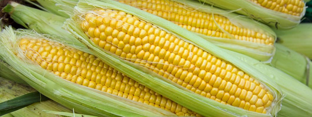 Вирощування цукрової кукурудзи Тронка F1 рекомендації