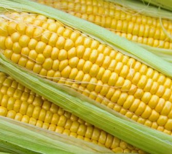 Вирощування цукрової кукурудзи Тронка F1 рекомендації