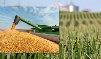 Споживання кукурудзи у світі по країнах