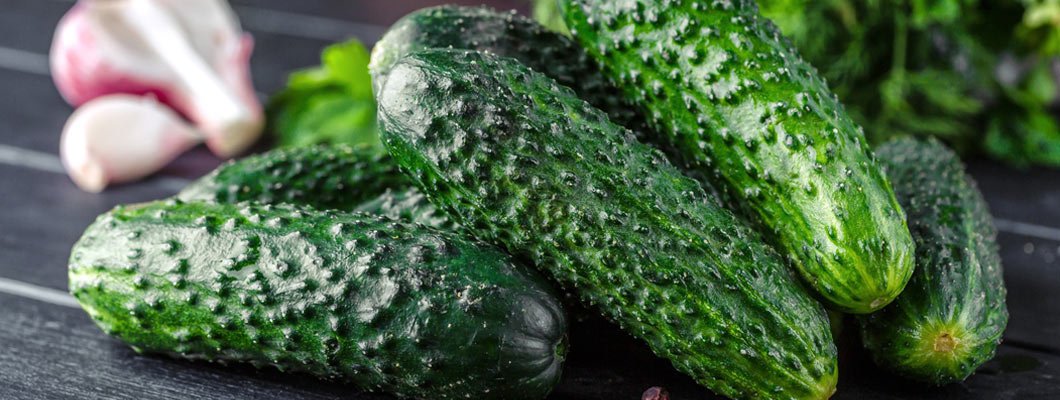 Вирощування огірків рекомендації