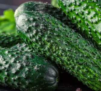 Вирощування огірків рекомендації