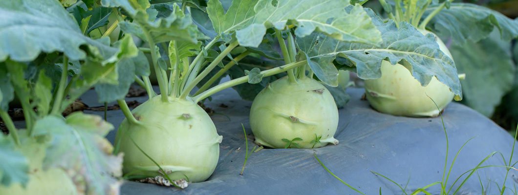 Вирощування капусти кольрабі рекомендації