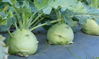 Вирощування капусти кольрабі рекомендації