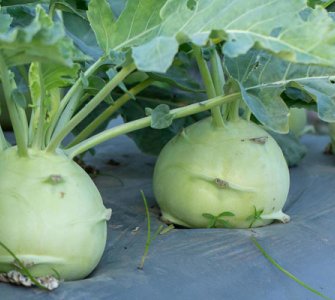 Вирощування капусти кольрабі рекомендації