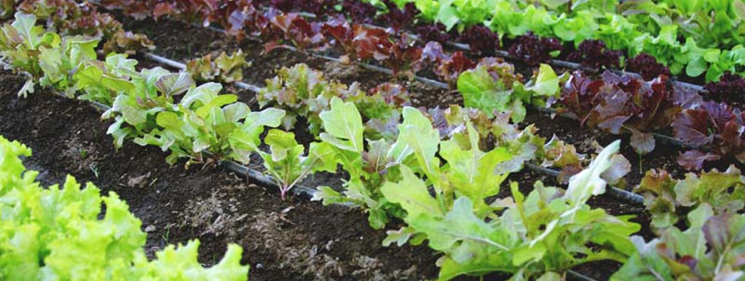 Вирощування салату, рекомендації