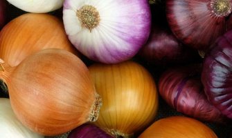 Вирощування цибулі рекомендації