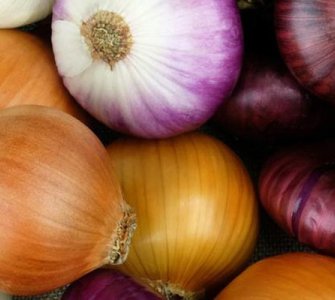 Вирощування цибулі рекомендації