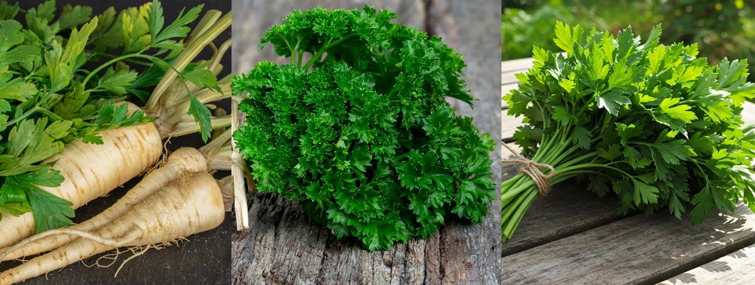 Вирощування петрушки рекомендації
