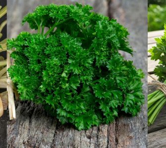 Вирощування петрушки рекомендації