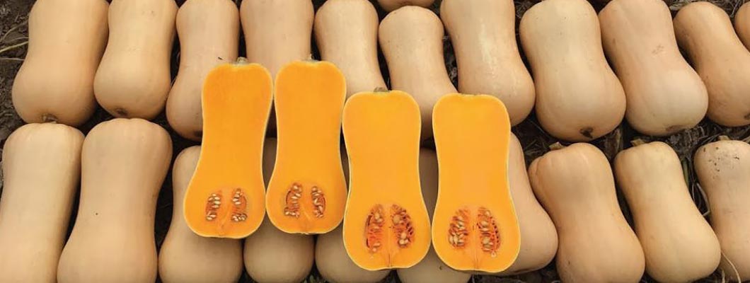 Вирощування гарбуза сорту Новинка рекомендації