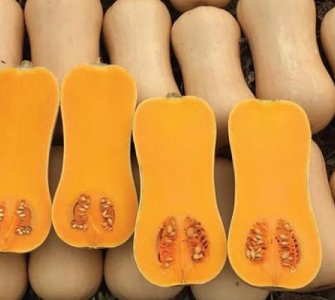 Вирощування гарбуза сорту Новинка рекомендації