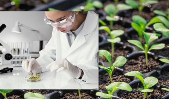 Якість насіння, основні показники якості насіння