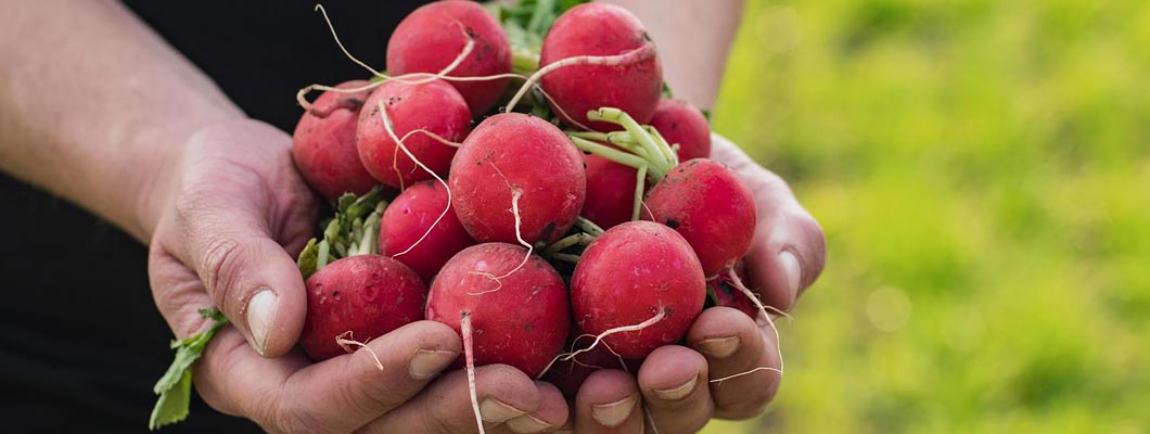 Вирощування редиски рекомендації