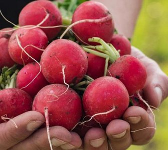 Вирощування редиски рекомендації