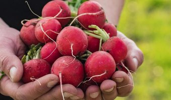 Вирощування редиски рекомендації