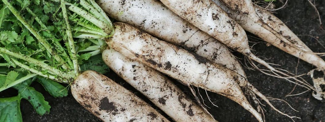 Выращивание редьки от компании Наско рекомендации