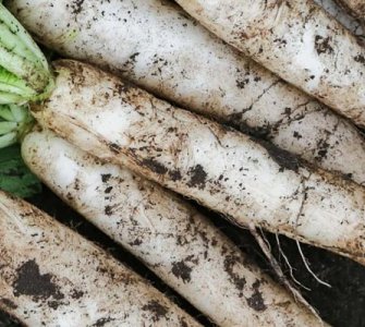 Выращивание редьки от компании Наско рекомендации