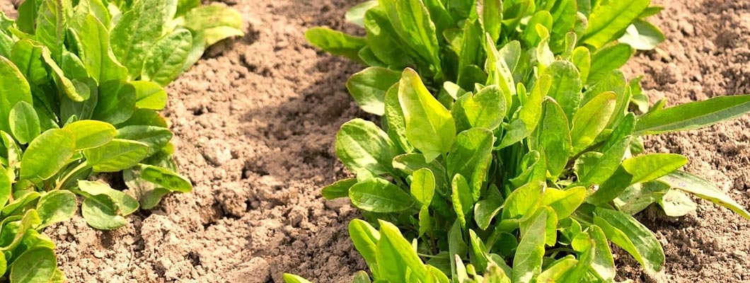 Вирощування щавлю від компанії Наско рекомендації