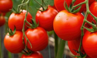 Вирощування томатів рекомендації