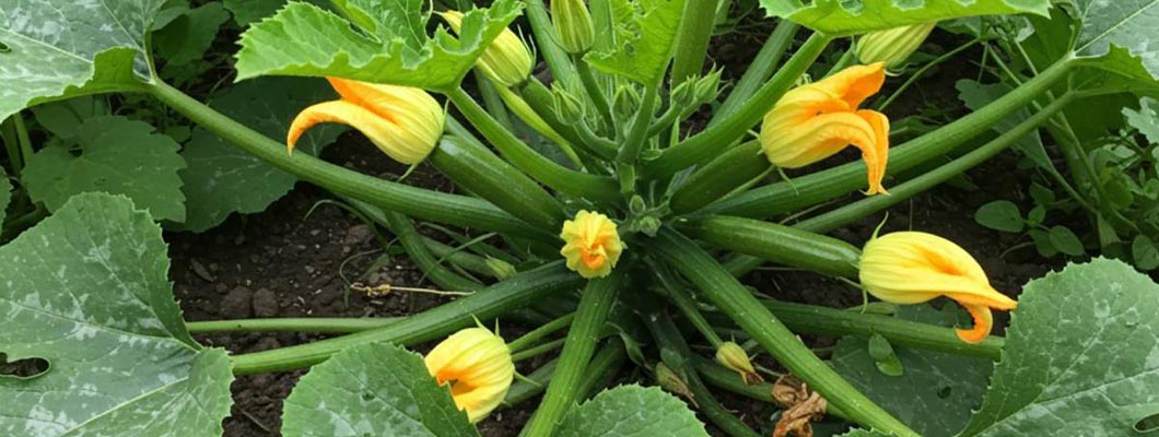 Выращивание кабачков и цуккини от компании Наско рекомендации
