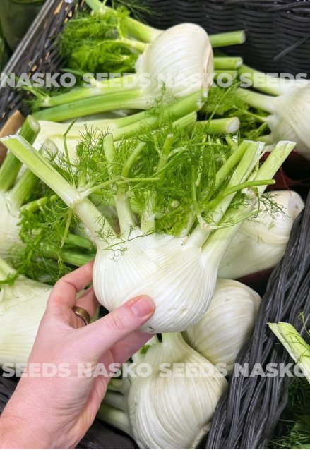 Насіння фенхеля овочевого АНІСО ПРІМО