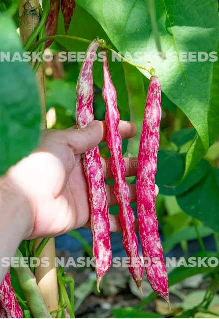 Насіння квасолі кущової рожевої БЕРРІ БІН