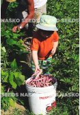 Насіння квасолі кущової рожевої БЕРРІ БІН