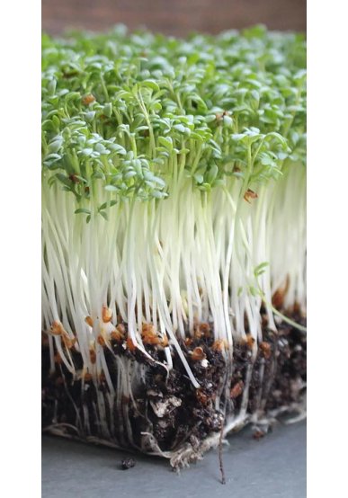 Насіння салата МІКРОЗЕЛЕНЬ  КРЕС-САЛАТ