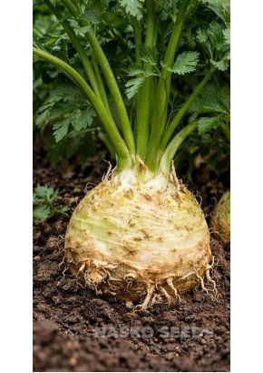 Селера коренева