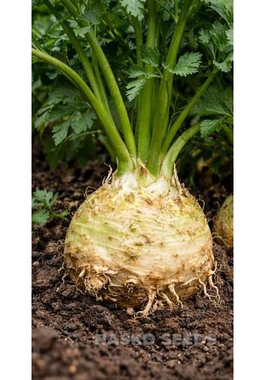 Насіння Селери кореневої