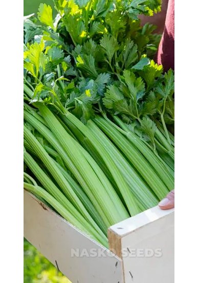 Насіння Селери листової