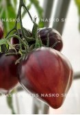Насіння томата СЕРЖАНТ ПЕППЕР