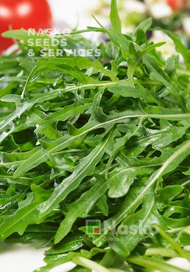 Рукола тонколиста САНСА 