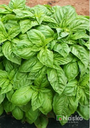 Базилік	БАДЬОРИЙ