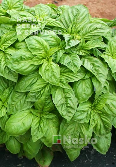 Базилік БАДЬОРИЙ