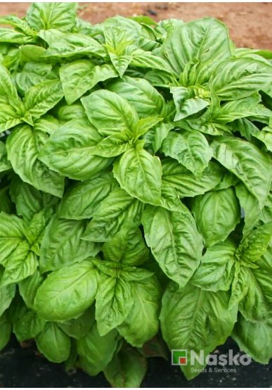 Базилік БАДЬОРИЙ